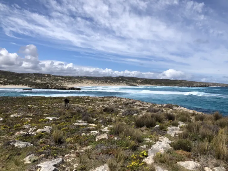 Kangaroo Island Cruise Port Guide: Tender Tips, Things to Do & What to Expect