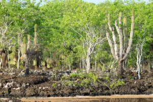 Eden Island Cruise Port Guide: Tender Tips, Things to Do & What to Expect