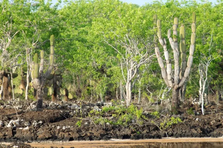 Eden Island Cruise Port Guide: Tender Tips, Things to Do & What to Expect