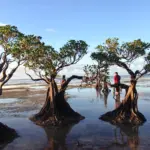 Waingapu (Sumba)
