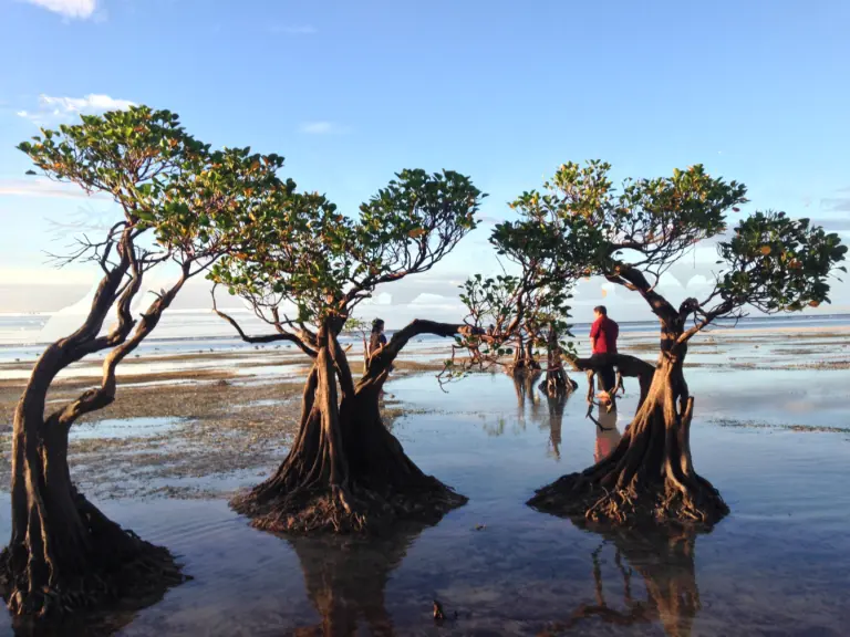 Waingapu Sumba Cruise Port Guide: Things to Do & Getting Around