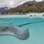 Bahia d Opunoha, Moorea, French Polynesia