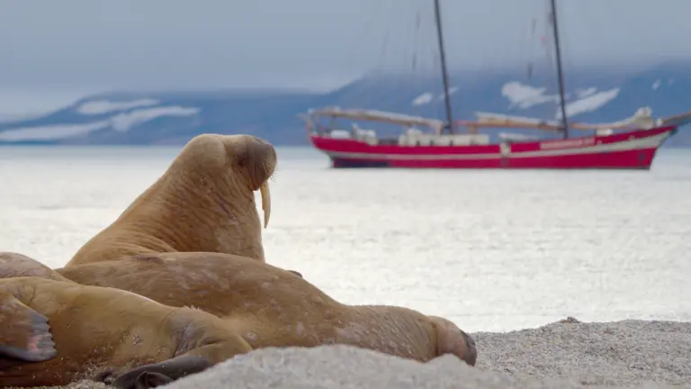 Nordaustlandet Cruise Port Guide: Arctic Exploration & Practical Tips
