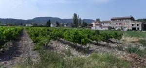 Châteauneuf-du-Rhône Cruise Port Guide: Things to Do & Practical Tips
