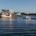 Sitka