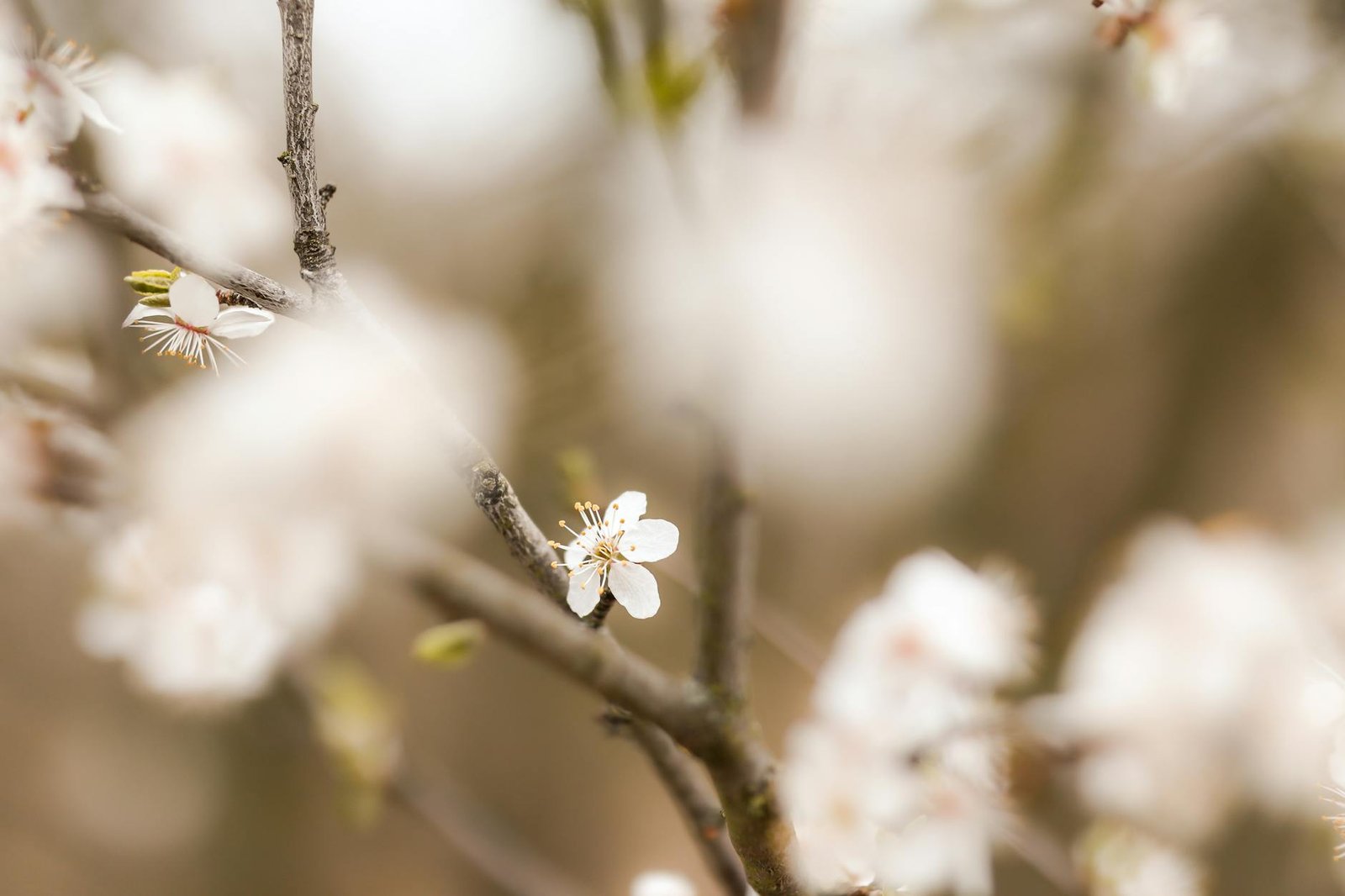 Drift Ashore at Roztoky and Discover the Bohemian Riverbank Few Tourists Ever See