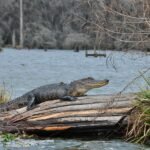 Darrow Louisiana