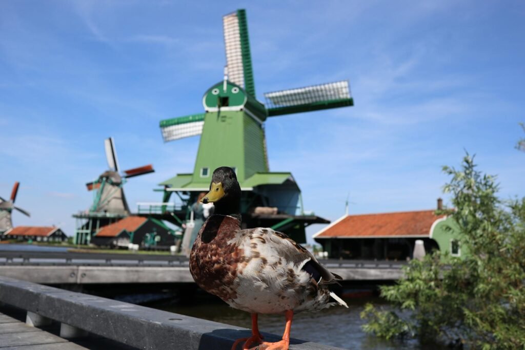 Duck standing on wooden dock with green Dutch windmill in background at Rouen port.