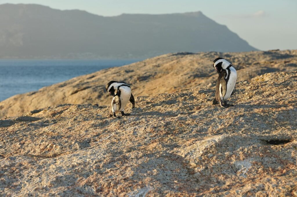Three penguins walking on rocky terrain with blue ocean and mountain backdrop.