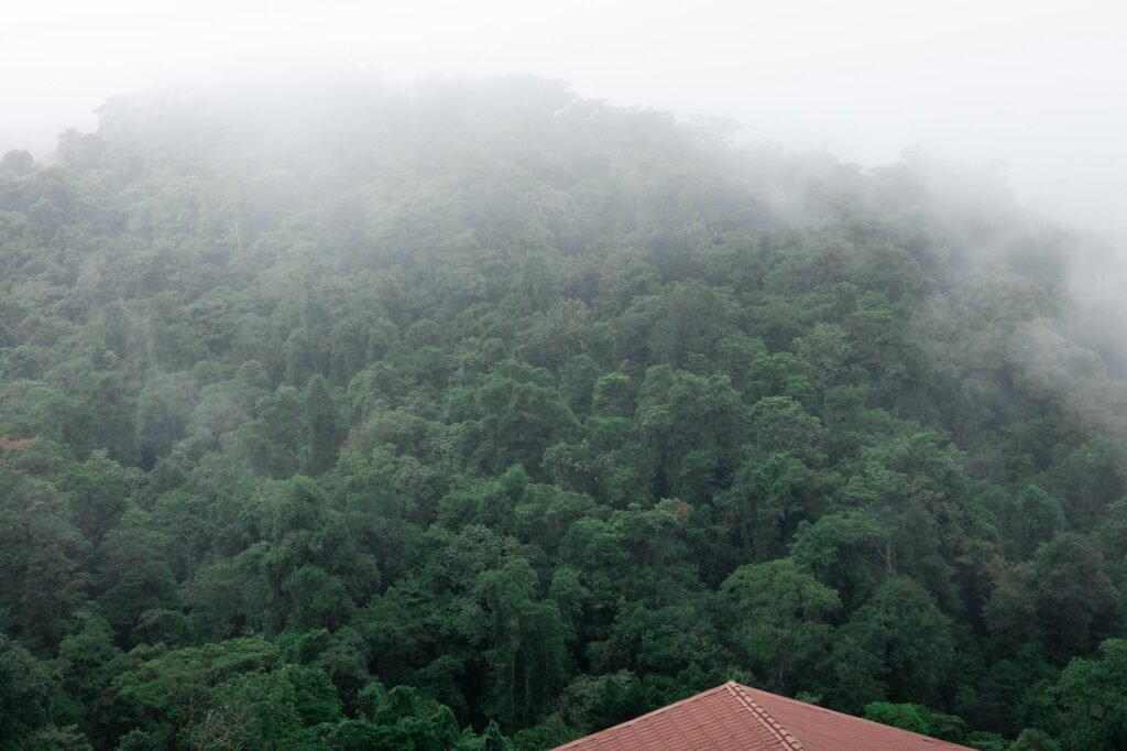 Misty rainforest canopy with dense green trees and low-hanging clouds above a red-roofed building.