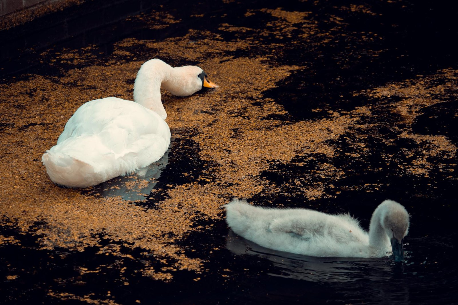 You Come for the Cheese and Clogs — You Stay for the Real Dutch Soul of Edam-Volendam