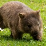 Burnie Tasmania, Australia