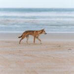 K'Gari (formerly Fraser Island)