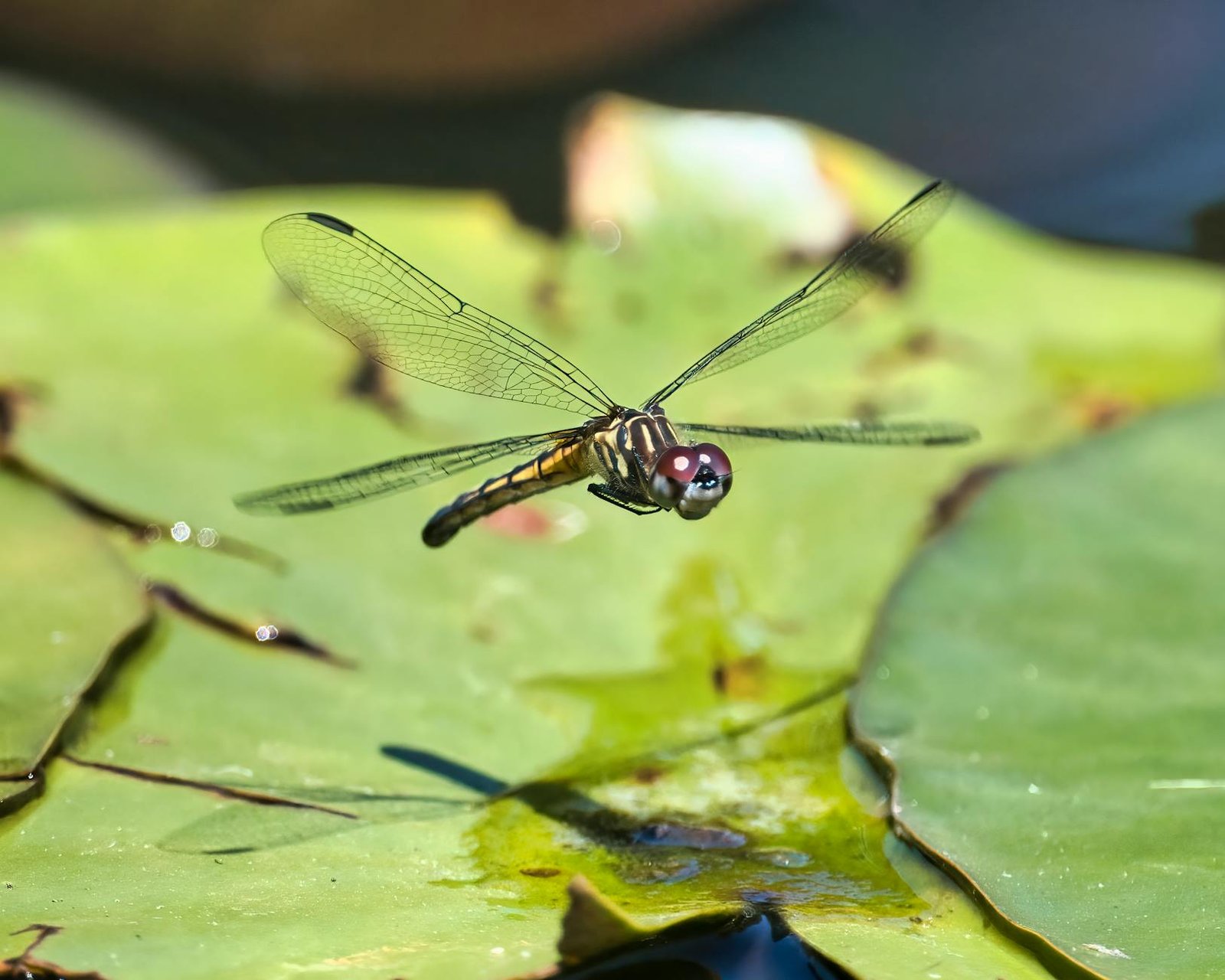 Step Back Into Civil War History at Dover, Tennessee’s Forgotten Waterfront