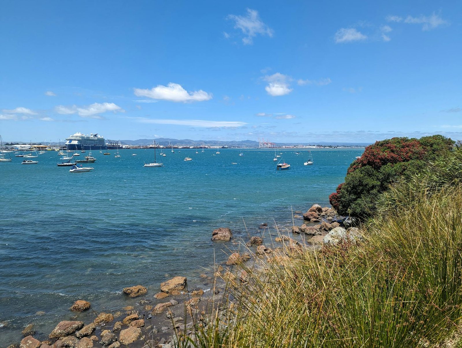 Making Every Hour Count When Your Ship Docks in Tauranga, New Zealand