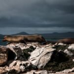 Bartolome Island