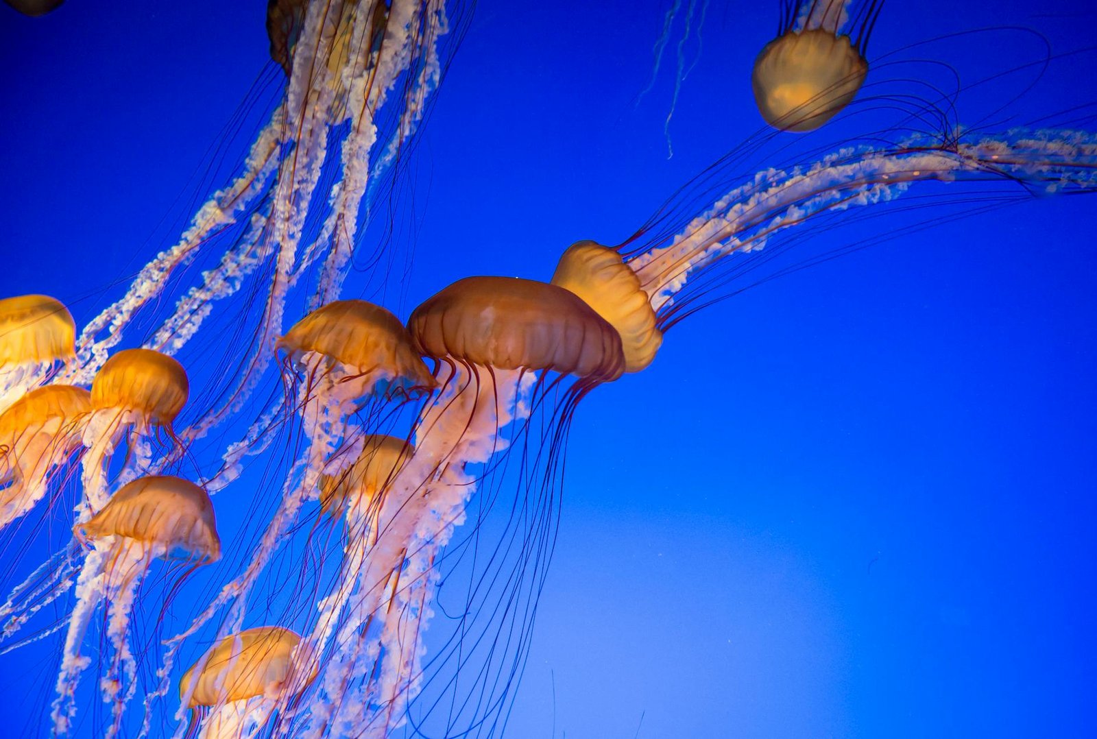 Expecting Barren Rock, Finding a Living Volcano: What Fogo Really Delivers