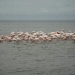 Walvis Bay