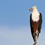Chobe River