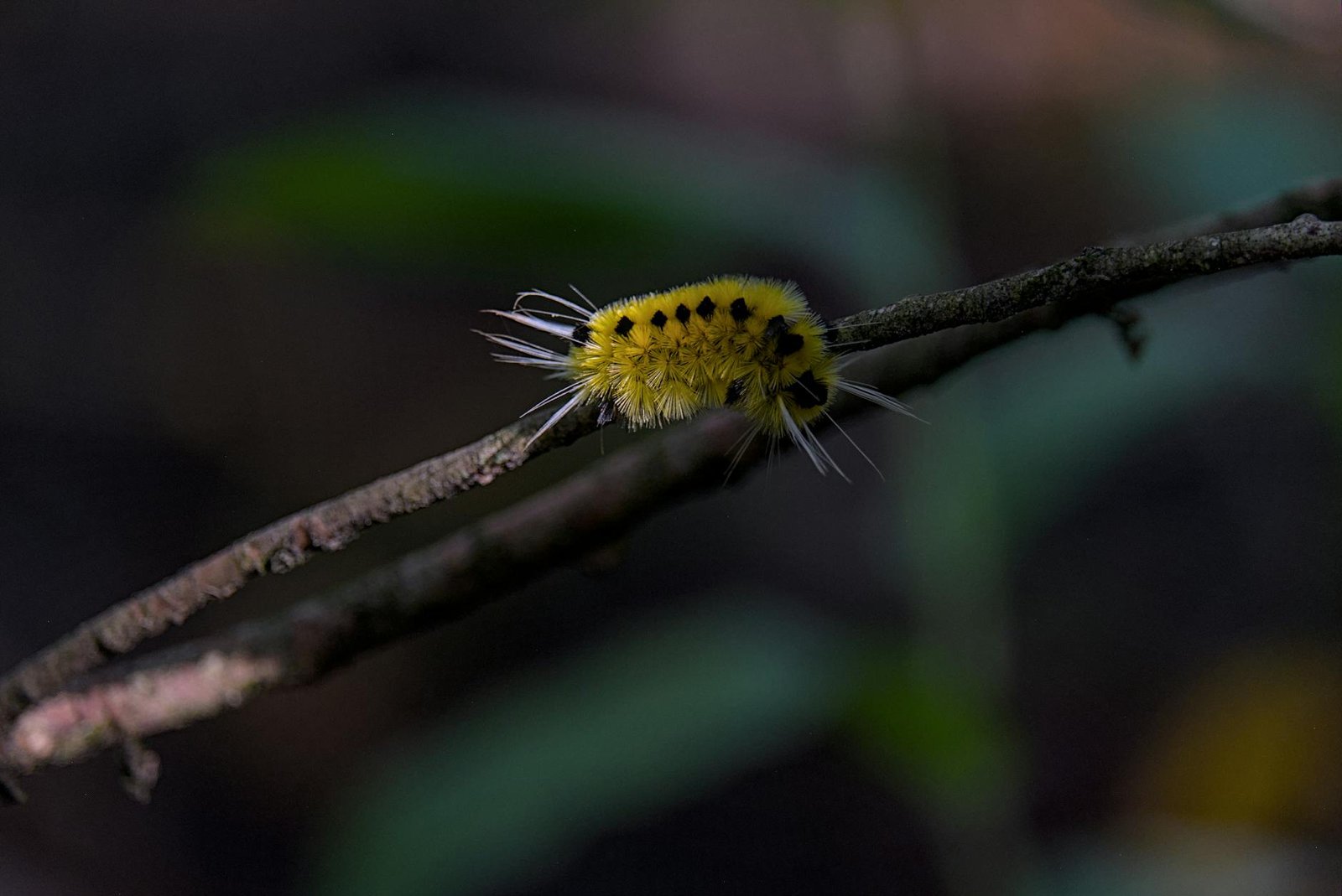 Salt Air and Tall Ships: Falling for Shelburne, Nova Scotia