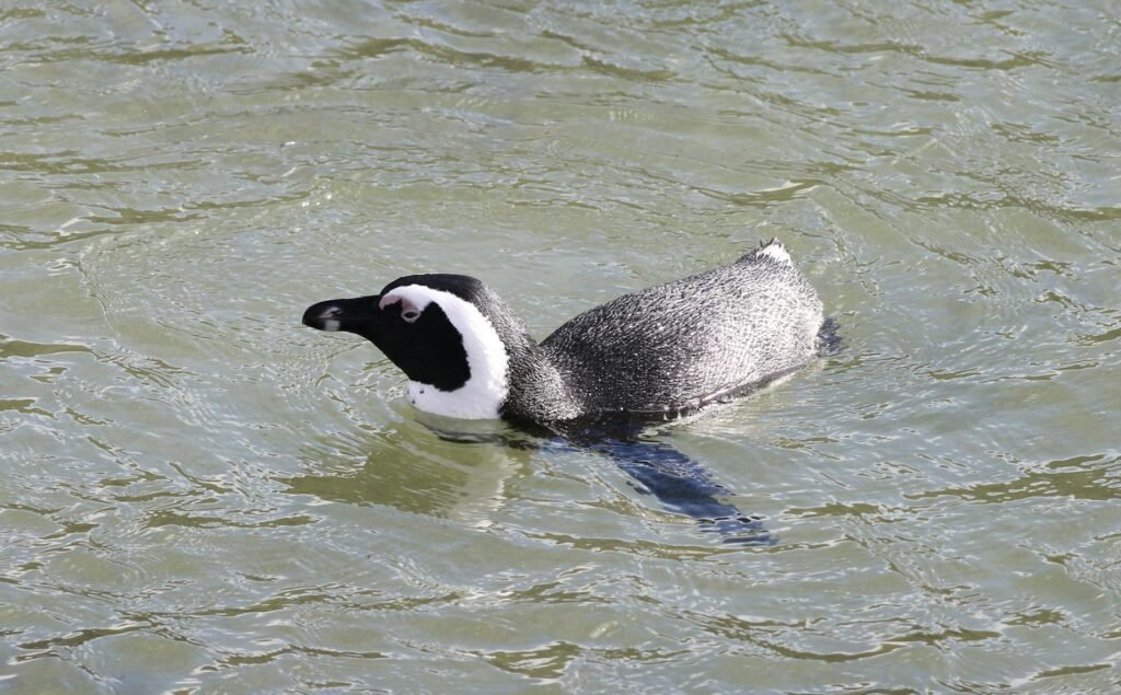 African penguin swimming in murky green water with head above surface.
