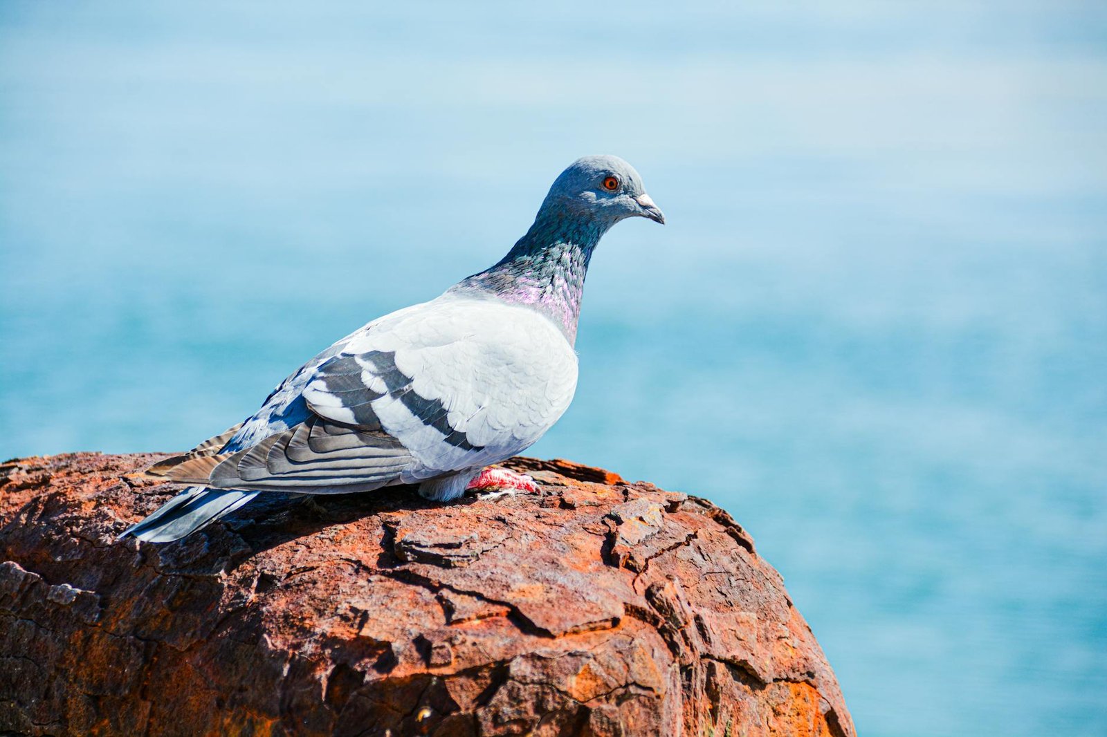 Crete Awaits: Ancient Myths, Beaches, and Bold Flavours