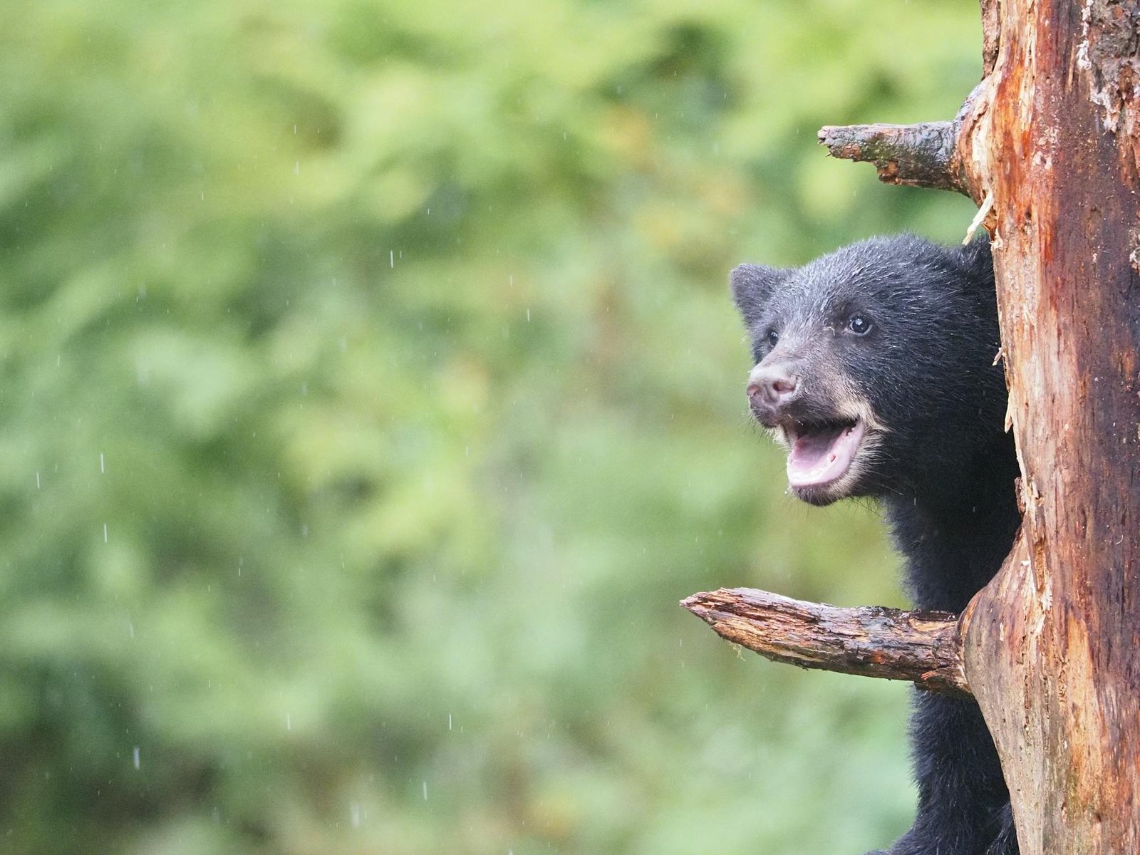 One Day in Wrangell, Alaska: How to Make the Most of a Small-Town Southeast Alaska Port Call