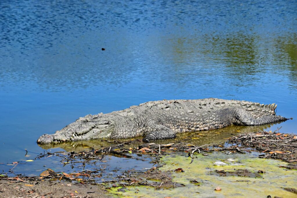 Saltwater crocodile resting in shallow water along a natural mangrove shore.