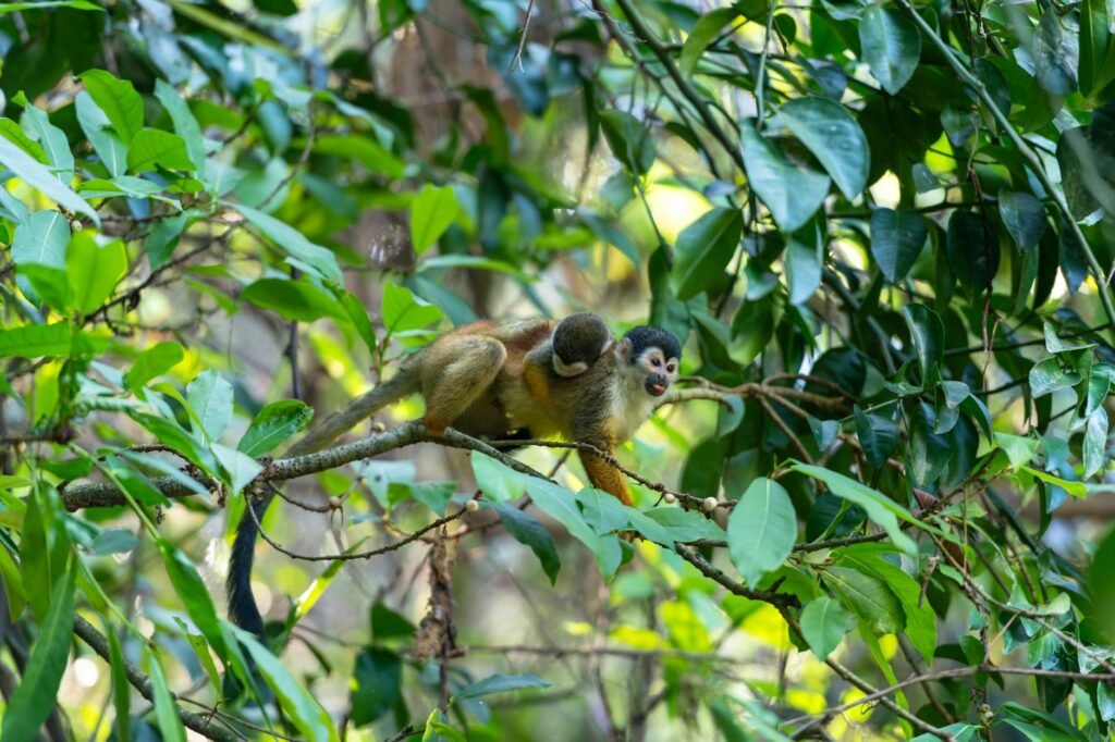 Small squirrel monkeys with distinctive facial markings perched together on a tree branch surrounded by green foliage.