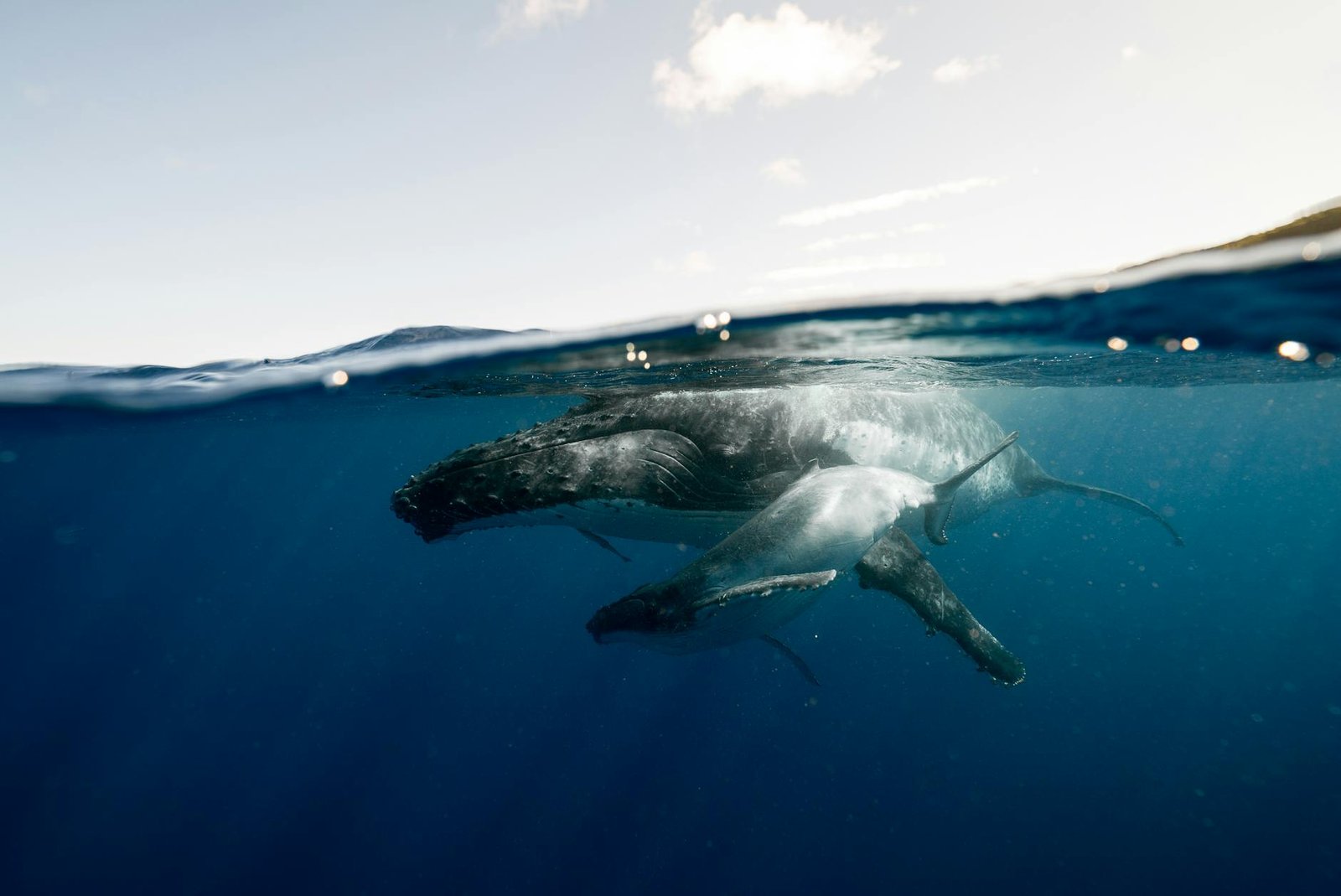 Where Whales Rule: Sailing Into Vava’u, Tonga