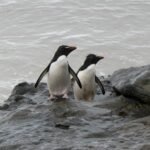 Falkland Islands (Stanley)
