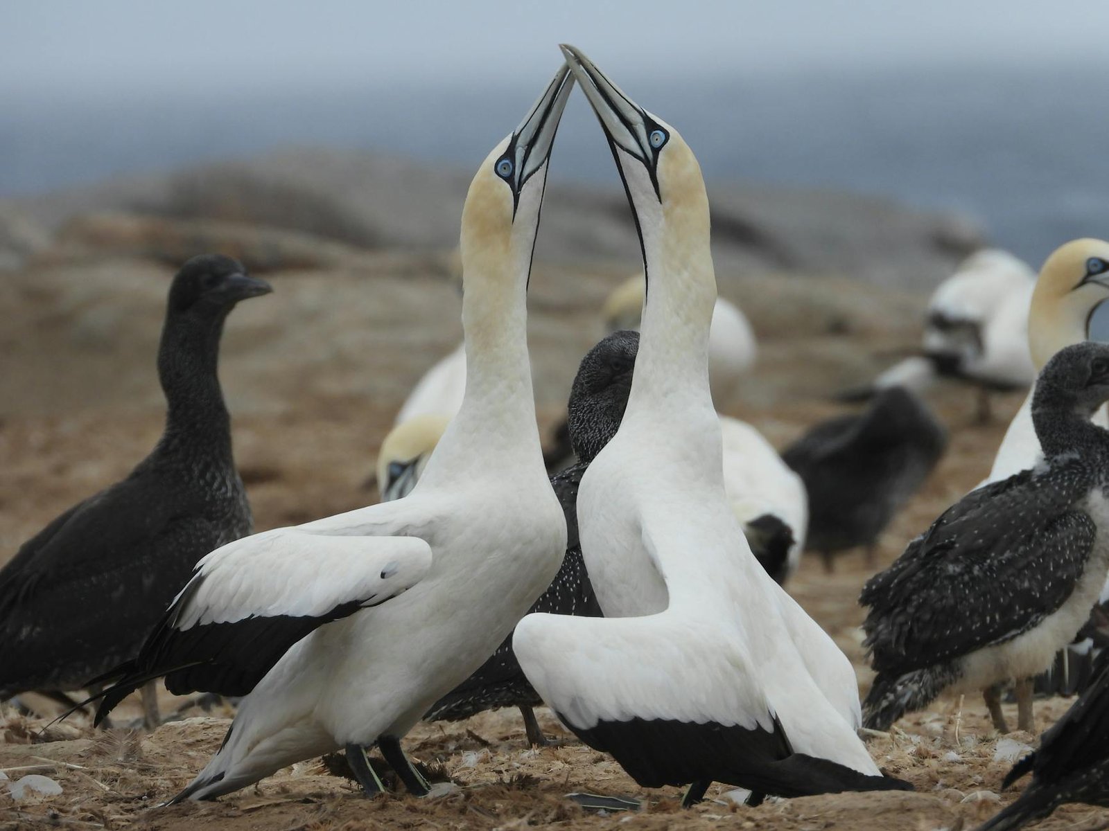 Seal Watching, Smoked Herring, and Sea Cliffs: Discovering Îles de la Madeleine by Cruise